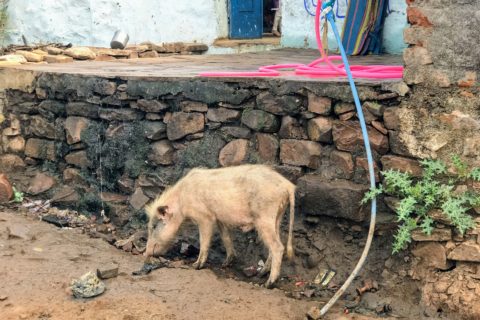 The pigs of Chanderi
